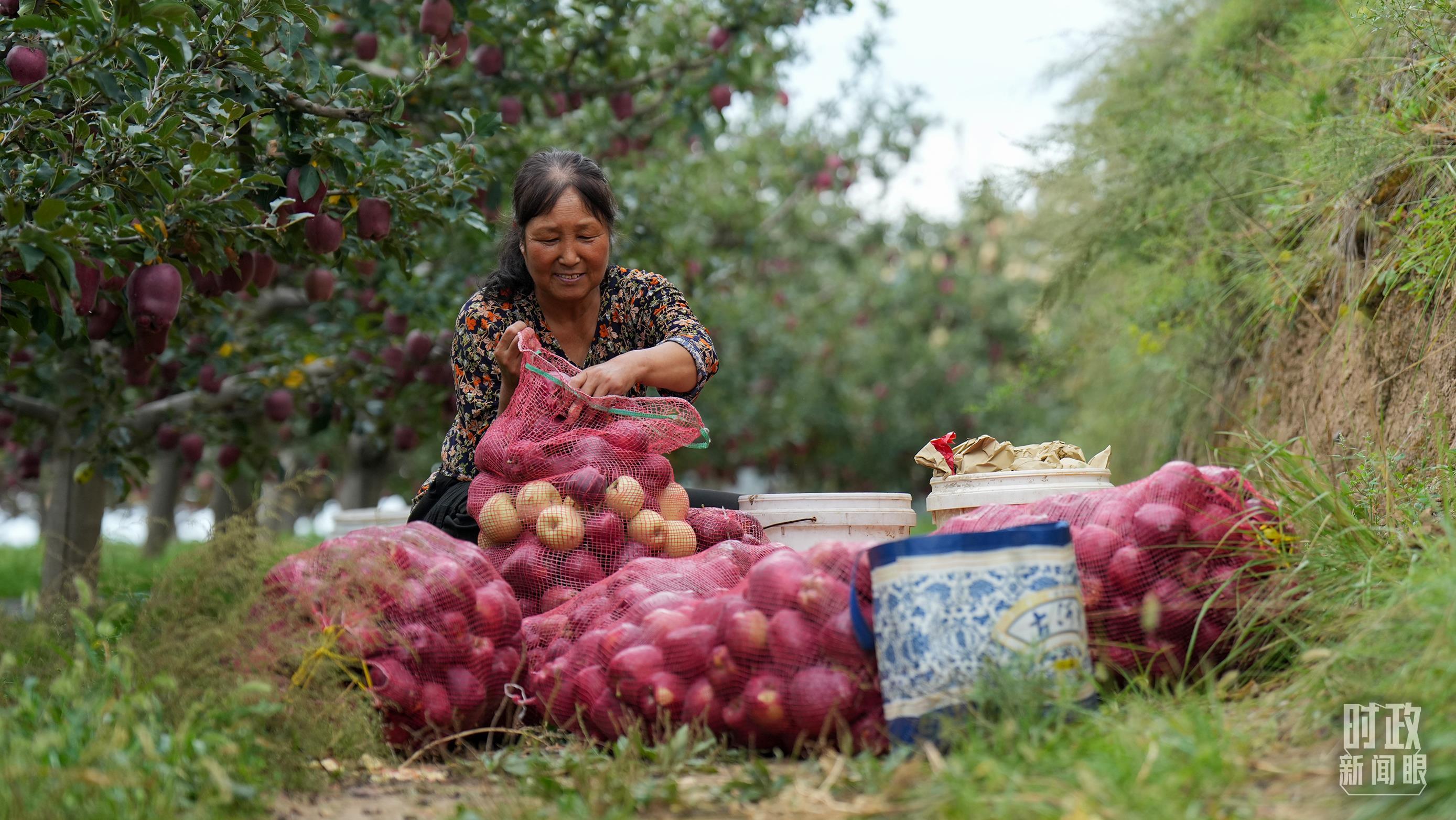 △甘肃天水市南山花牛苹果基地带动当地村民实现增收。（总台记者李晋拍摄）