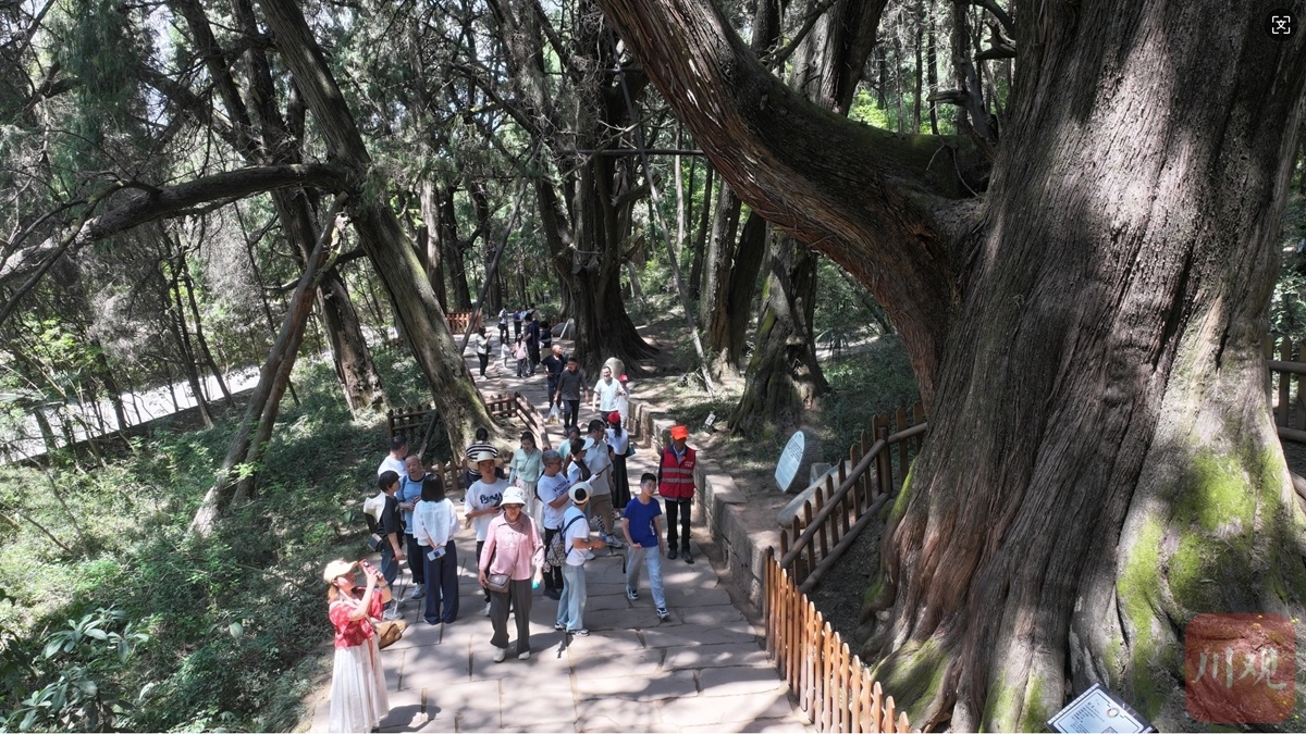 翠云廊成热门“打卡地”。图为游客在翠云廊景区游览。广元观察 高志农 摄