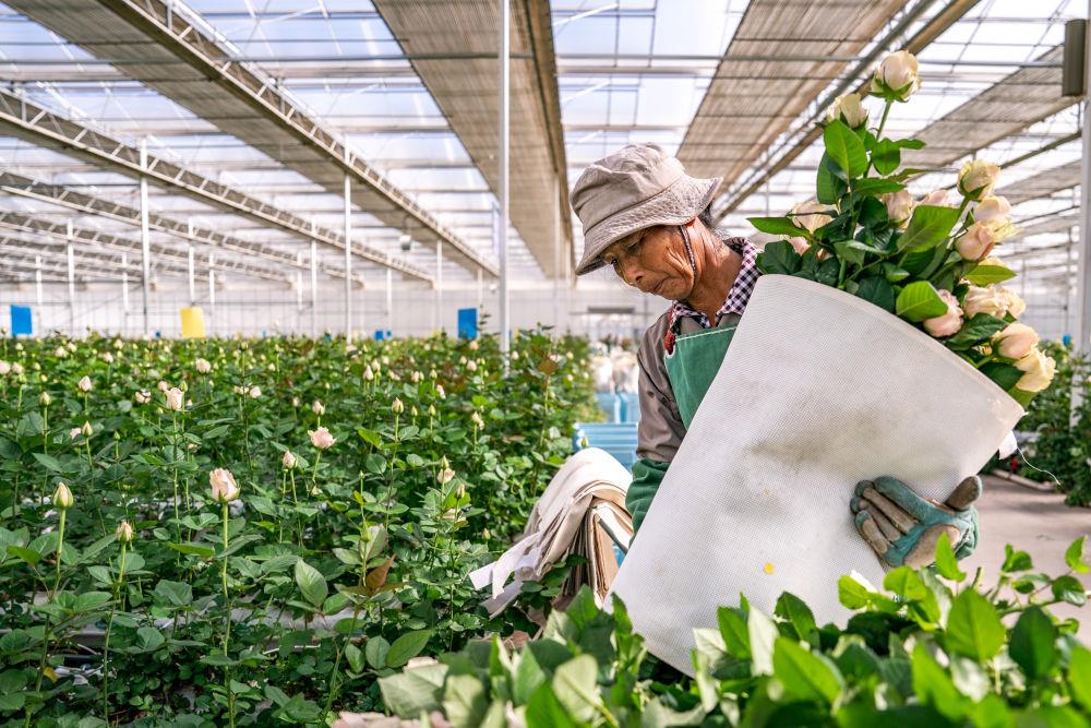 2025年7月11日,花卉工人在云南丽江现代花卉产业园的温室大棚内采摘鲜花。