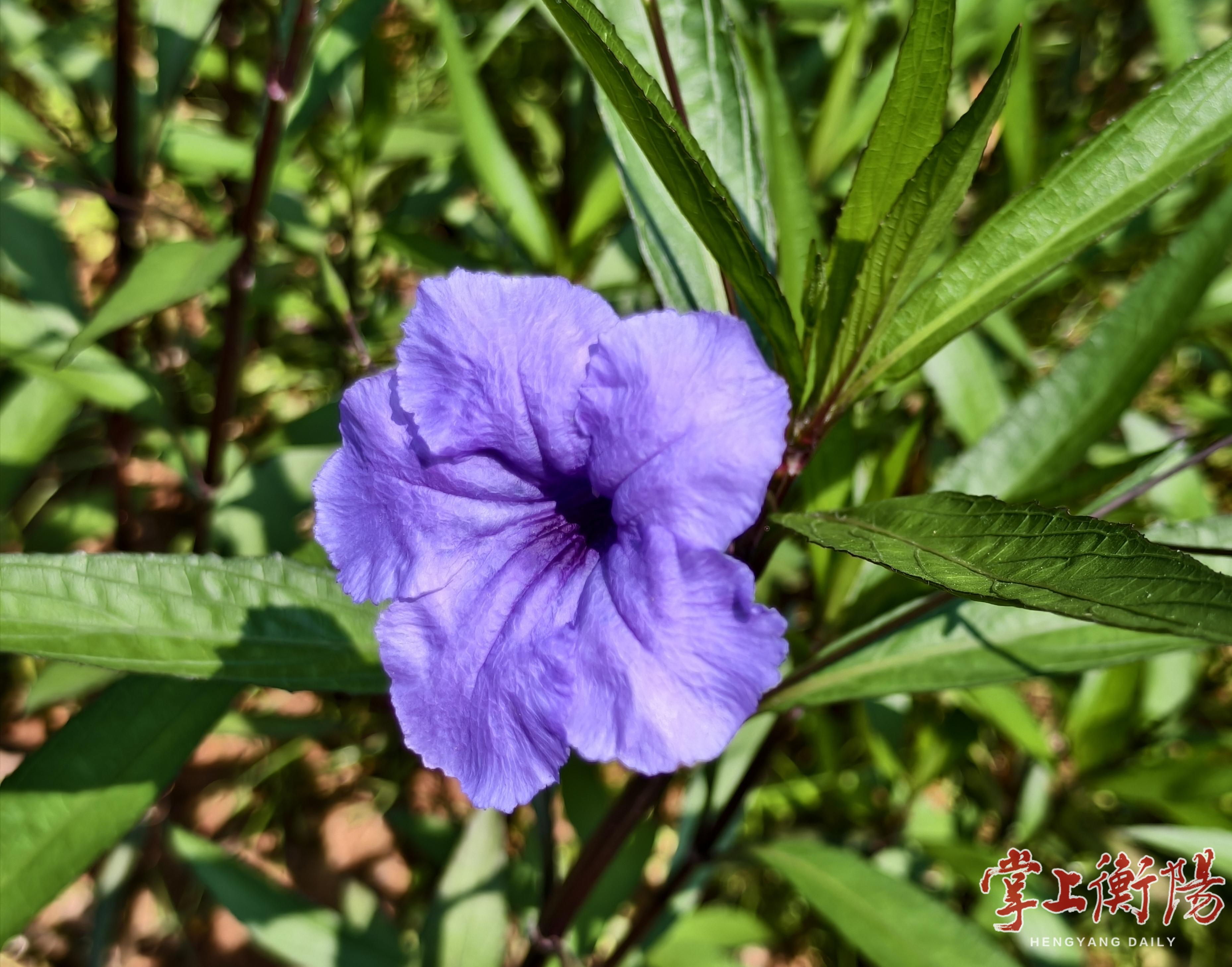 ▲翠芦莉花开蓝紫色,清新淡雅,浪漫温馨。