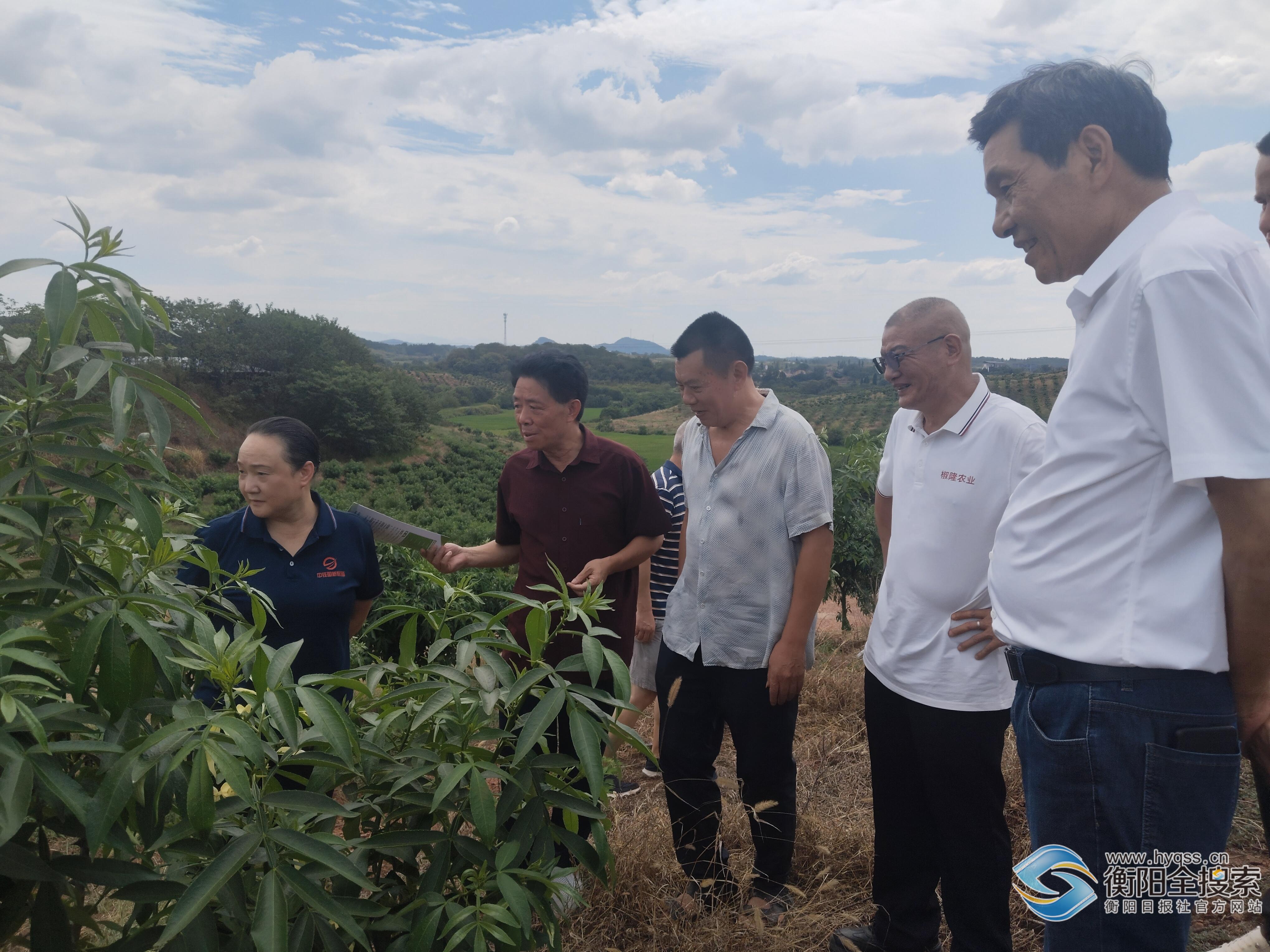 ▲刘佳(左一)陪同市老年科协会长侯明星(左二)在淝田镇花椒基地调研。