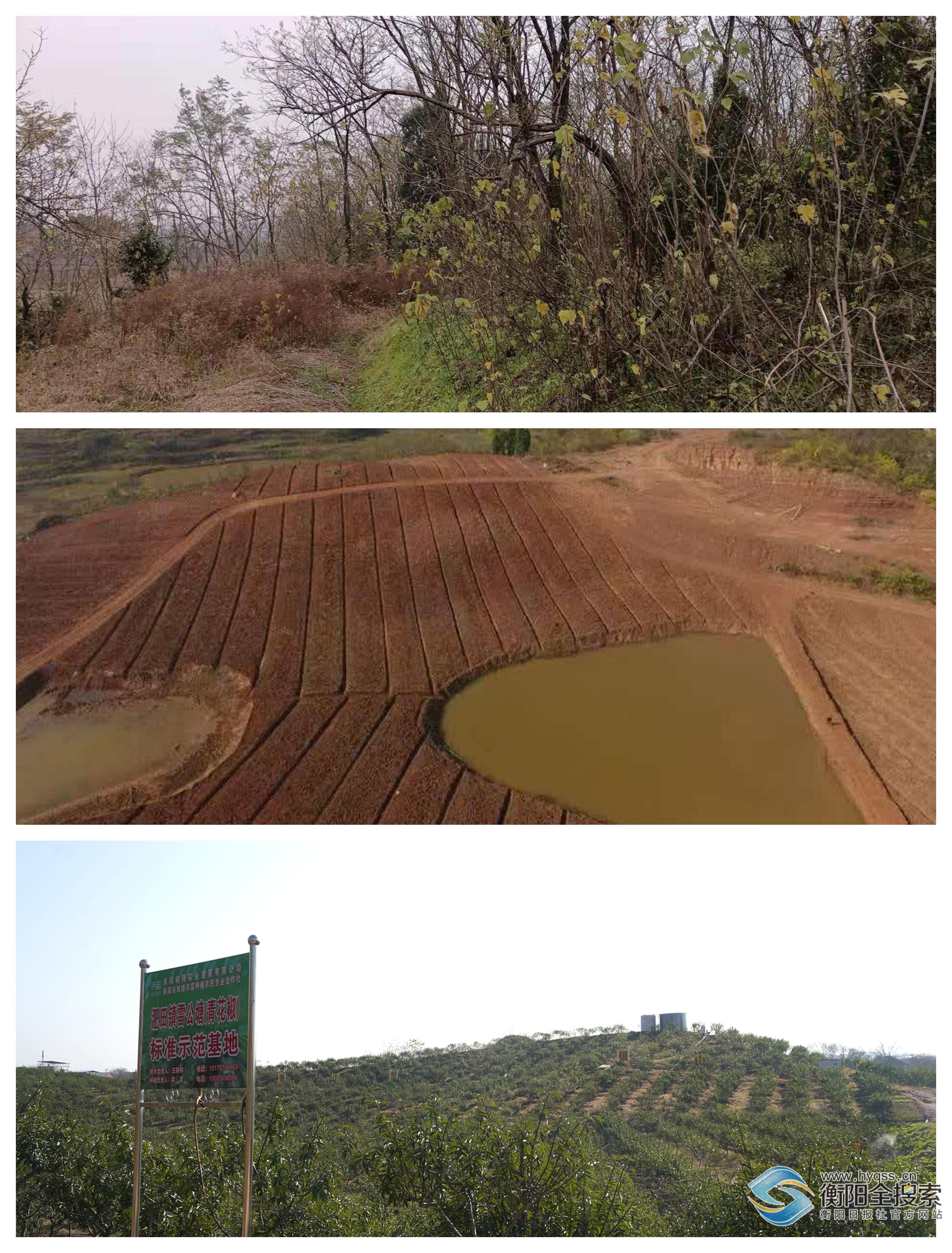 ▲耒阳市淝田镇双塘村花椒基地种植前后的比对。