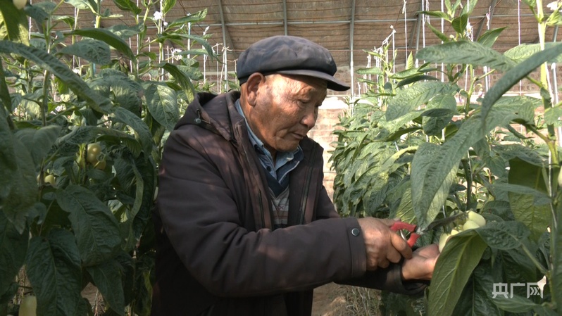 李应川在自家大棚打理人参果树（央广网记者 寇刚 摄）