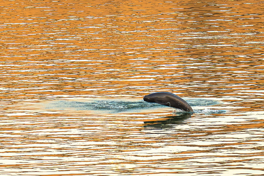 2025年1月5日，长江江豚在长江宜昌葛洲坝下游附近踏浪前行，与浪花共舞。新华社记者 肖艺九 摄