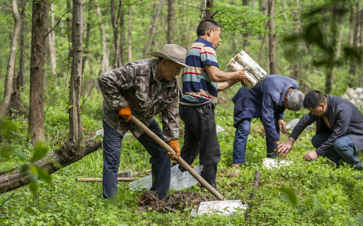 2025年4月16日,江西新余,仙女湖区河下镇花园村林场,人们正在搬运、栽植灵芝菌棒。